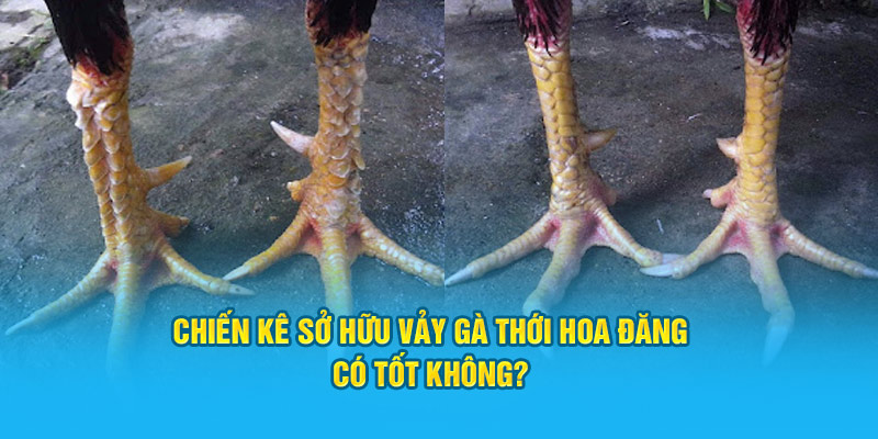Chiến kê sở hữu vảy gà thới hoa đăng có tốt không? 